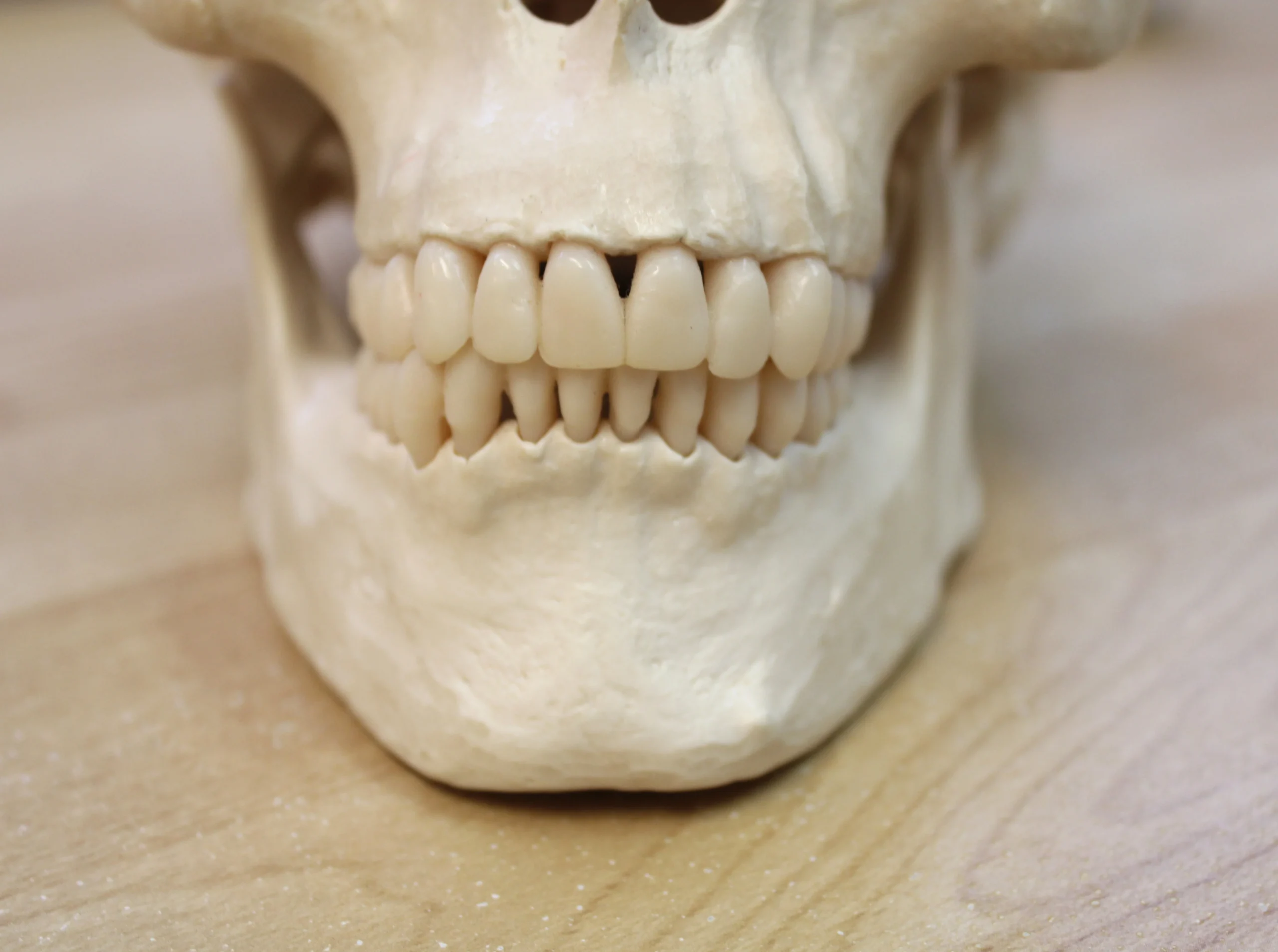 human-skull-showing-teeth-alignment-at-the-dentist-2025-01-10-04-15-45-utc